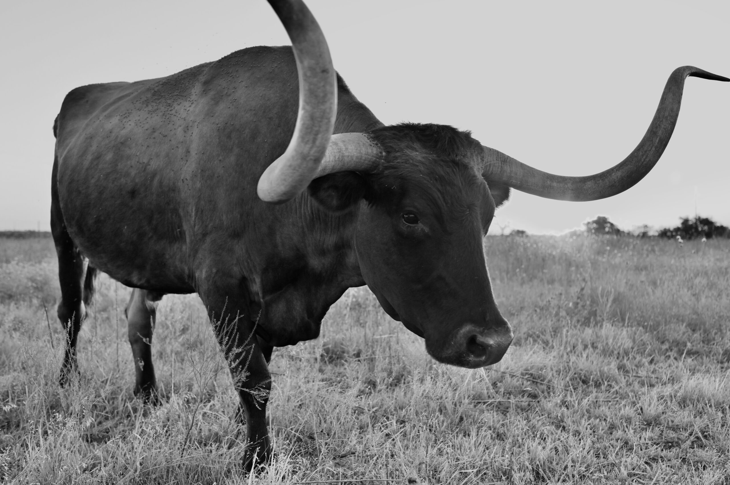 Buffalo Gap Chamber of Commerce copyright Troy Myatt